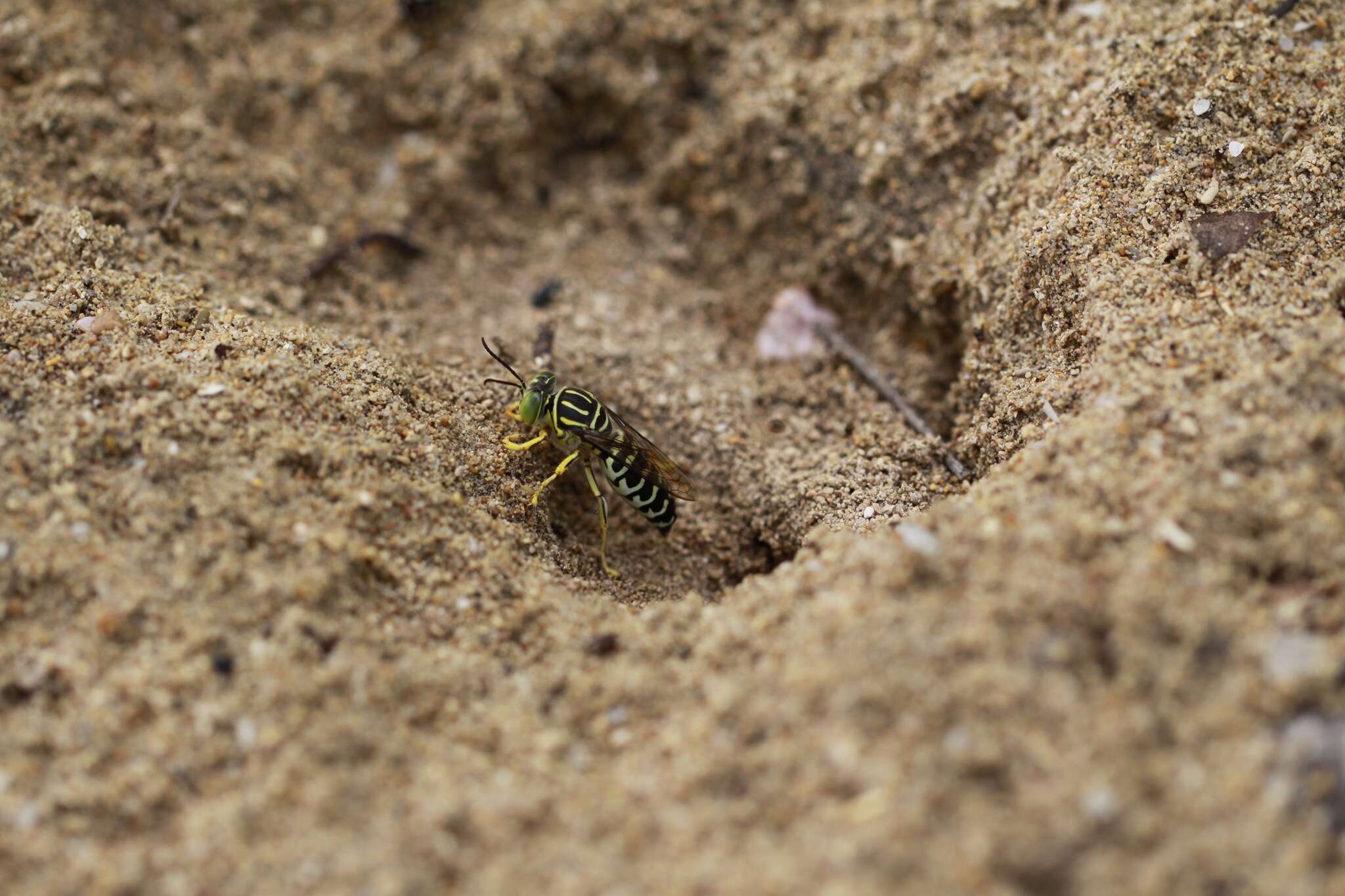 Imagem de Stictia signata (Linnaeus 1758)