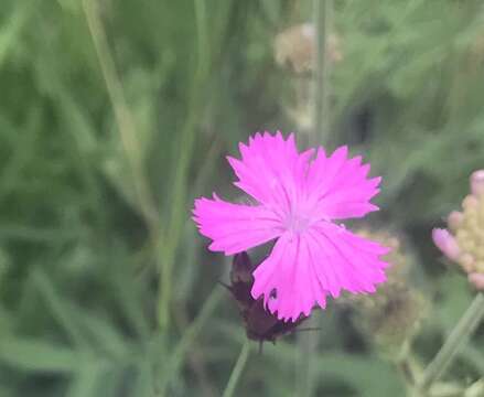 Image of carthusian pink