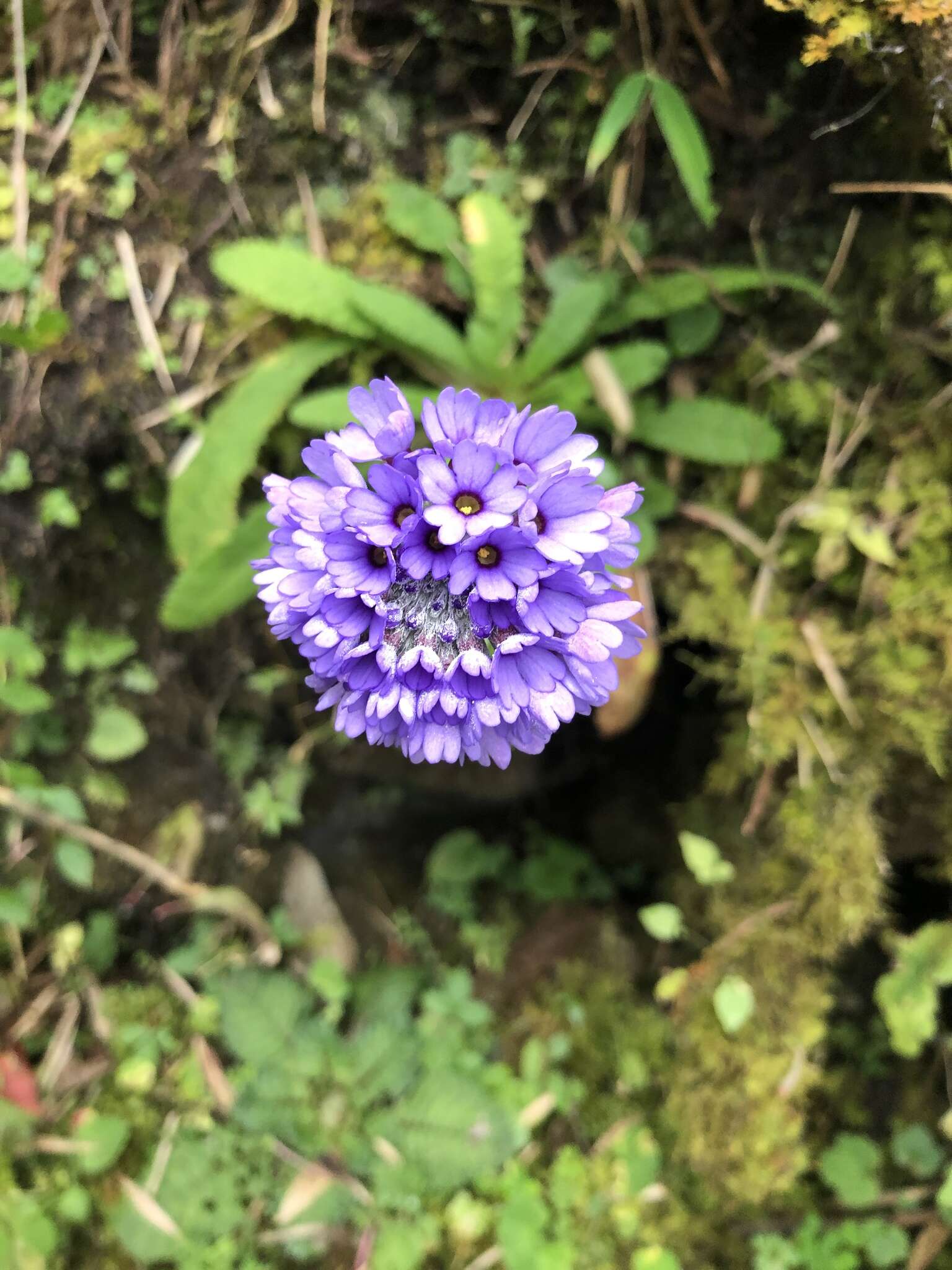 Primula glomerata Pax resmi