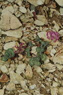 Image of Owyhee clover