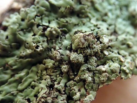 Image of pyxine lichen