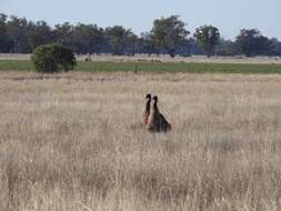 Image of Emu