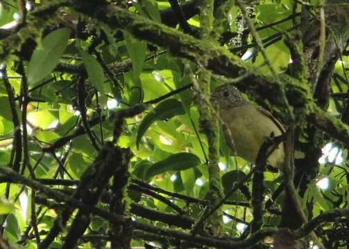 Image of Rufous-backed Antvireo