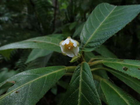 Image of Saurauia andreana F. M. Bailey