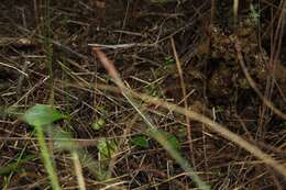 Image of Albany pitcher plant, Australian pitcher plant