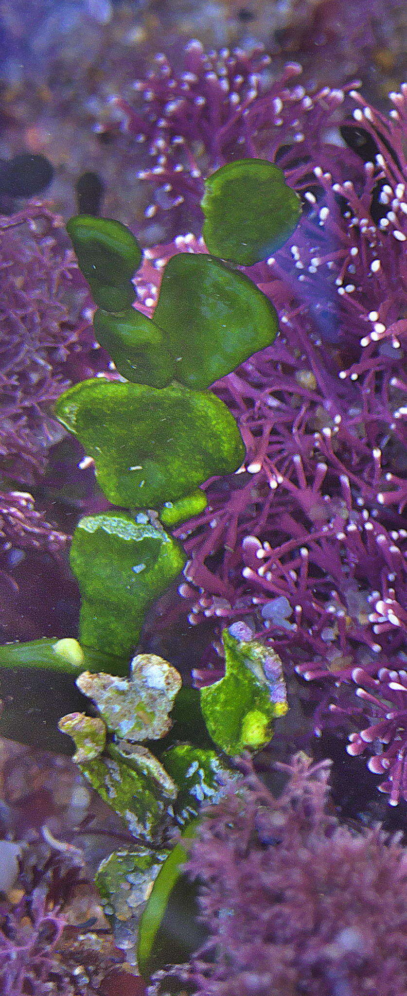 Image of Halimeda cuneata