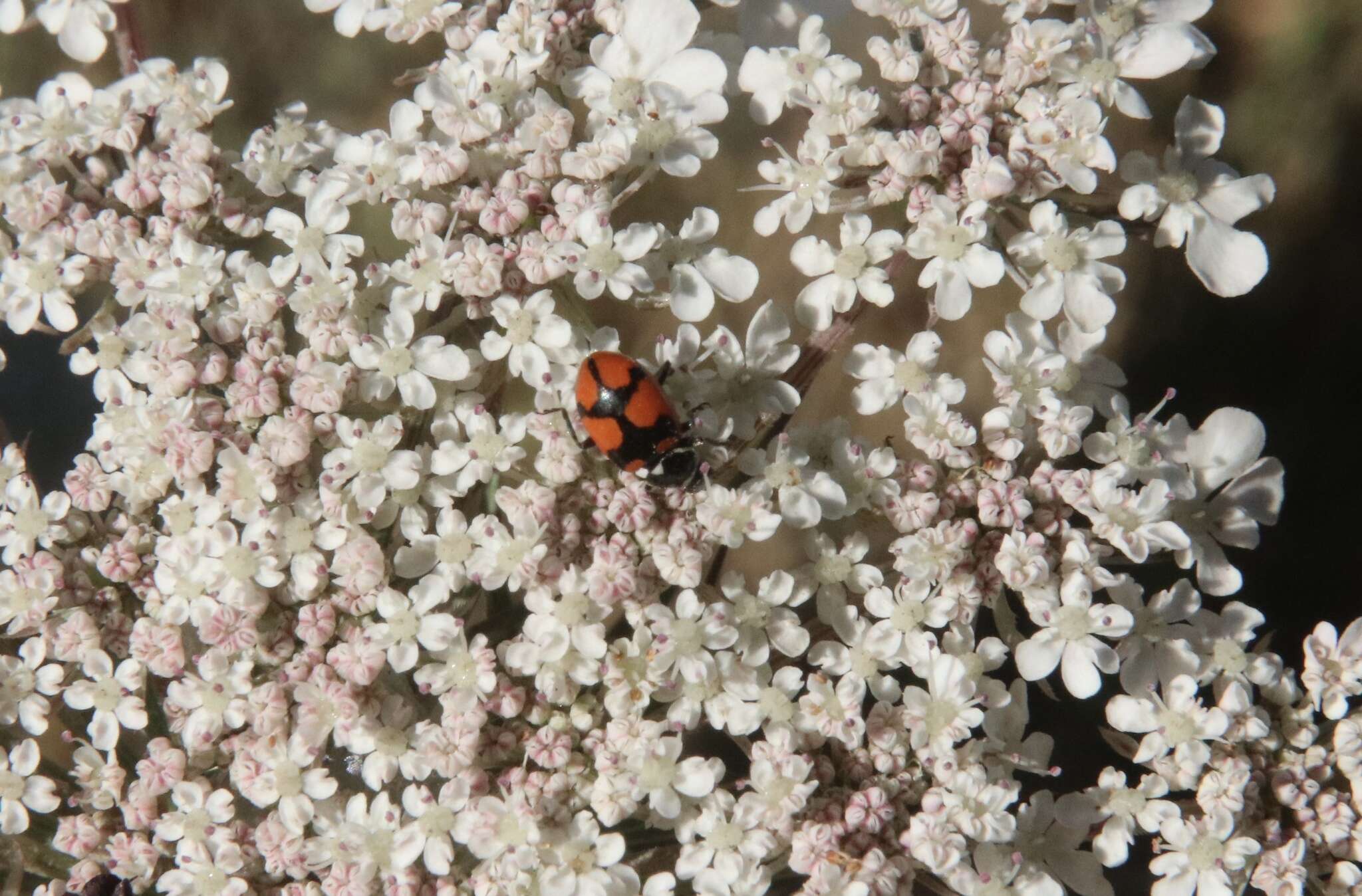 Image of Eriopis eschscholtzii Mulsant 1850