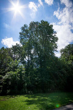 Image of pumpkin ash