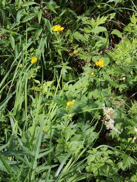 Image of Trollius hondoensis Nakai