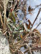 Image of Euonymus semenovii Regel & Herd.