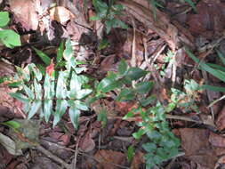 Image of Oeosporangium viride var. macrophylla (Kunze)