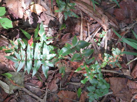 Plancia ëd Oeosporangium viride var. macrophylla (Kunze)