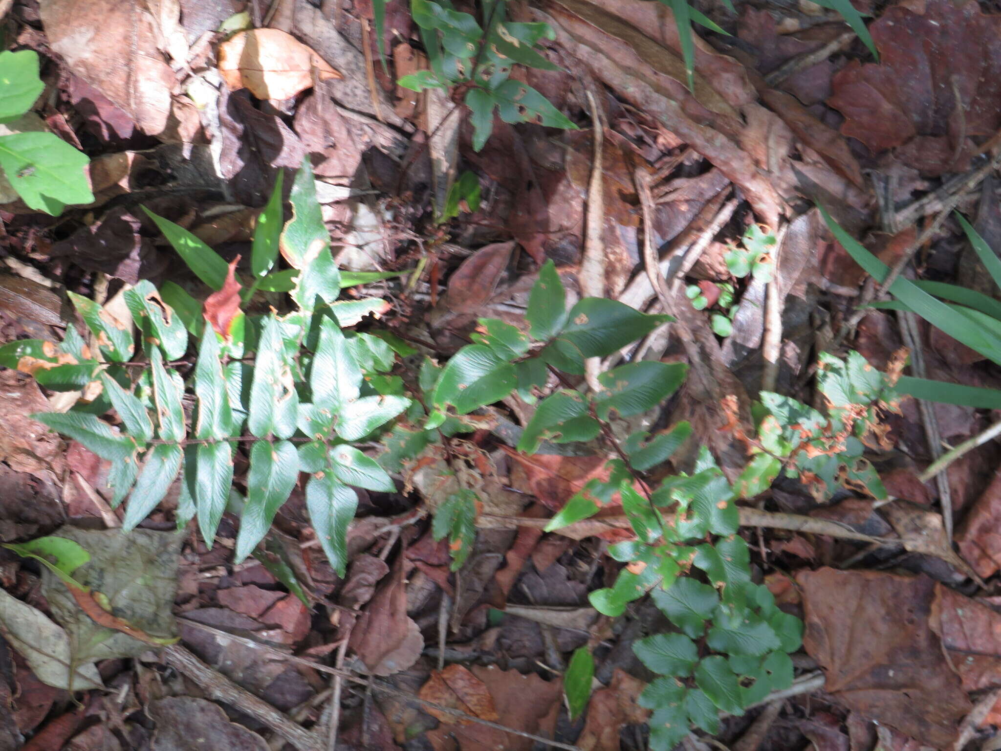 Image of Oeosporangium viride var. macrophylla (Kunze)