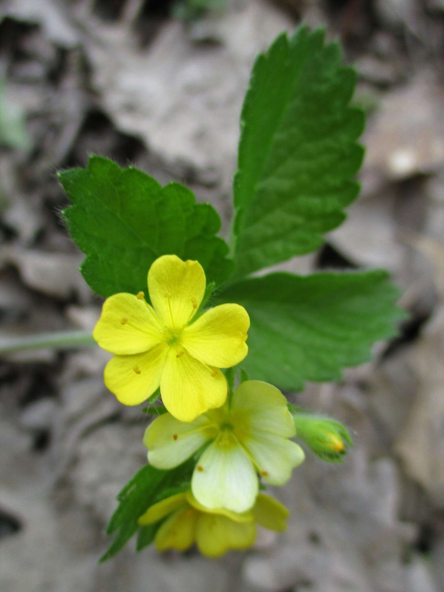 Image of Aremonia agrimonoides (L.) DC.