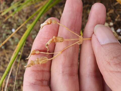 Image of Blackstonia grandiflora (Viv.) Pau