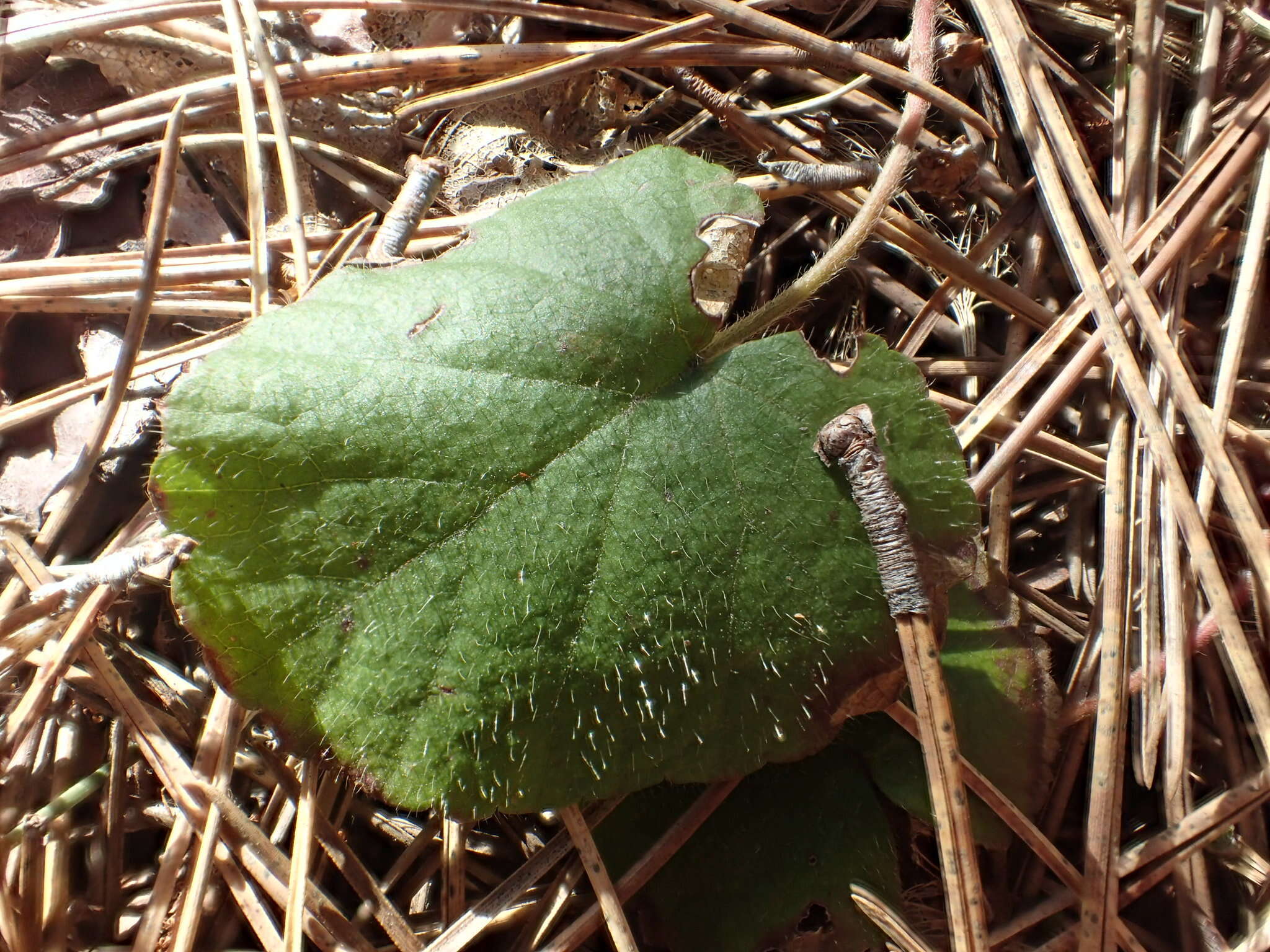 Sivun Epigaea repens L. kuva