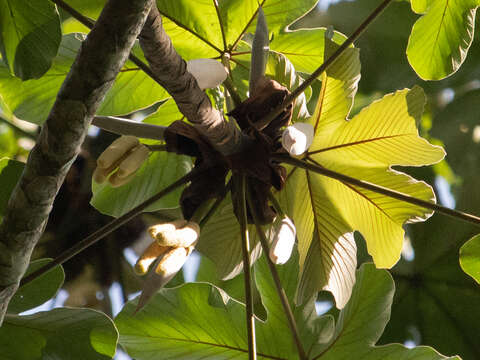 Слика од Cecropia palmata Willd.