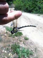 Image of Pacific Spiketail