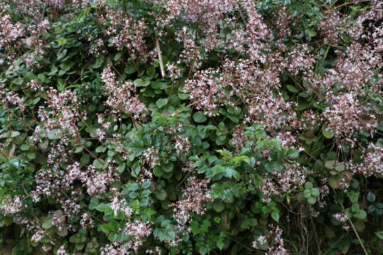 Image of Cape Province pygmyweed