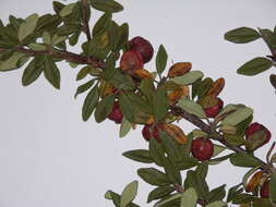 Image of Cotoneaster integrifolius (Roxb.) Klotz