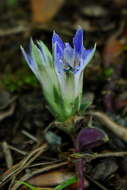 Image of Gentiana zollingeri Fawcett