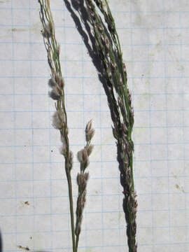 Digitaria californica (Benth.) Henrard的圖片