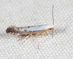 Image of Speckled Argyresthia