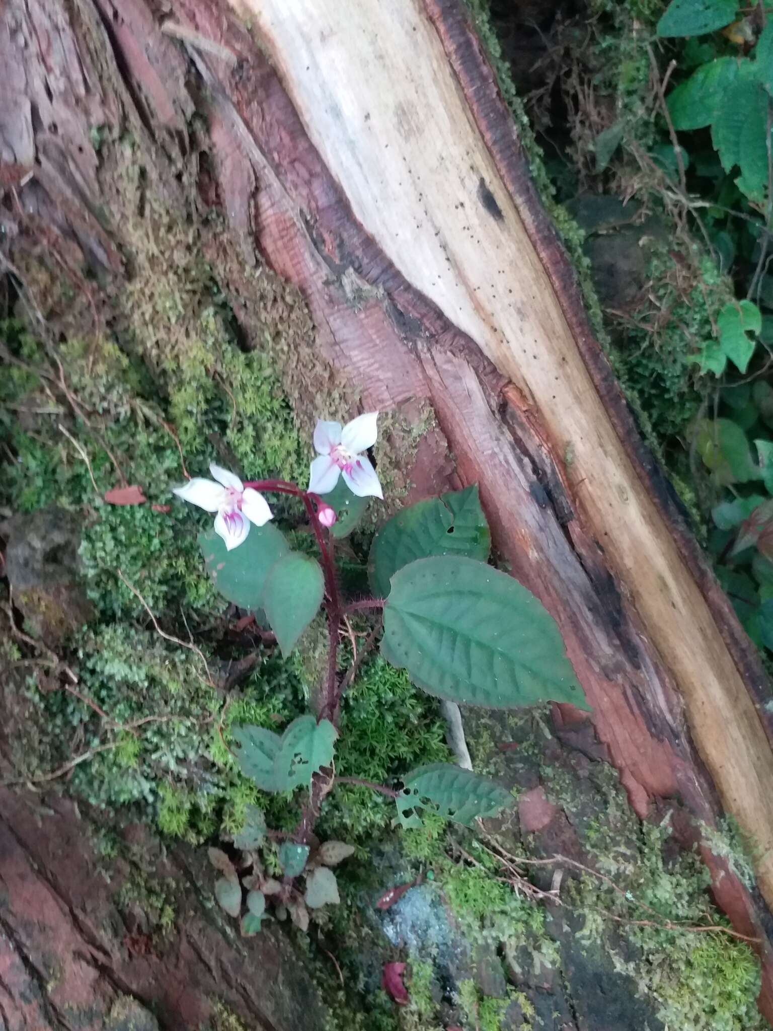 Bredia hirsuta var. scandens Ito & Matsum.的圖片