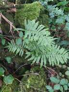 Plancia ëd Polypodium macaronesicum subsp. azoricum (Vasc.) F. J. Rumsey, Carine & Robba