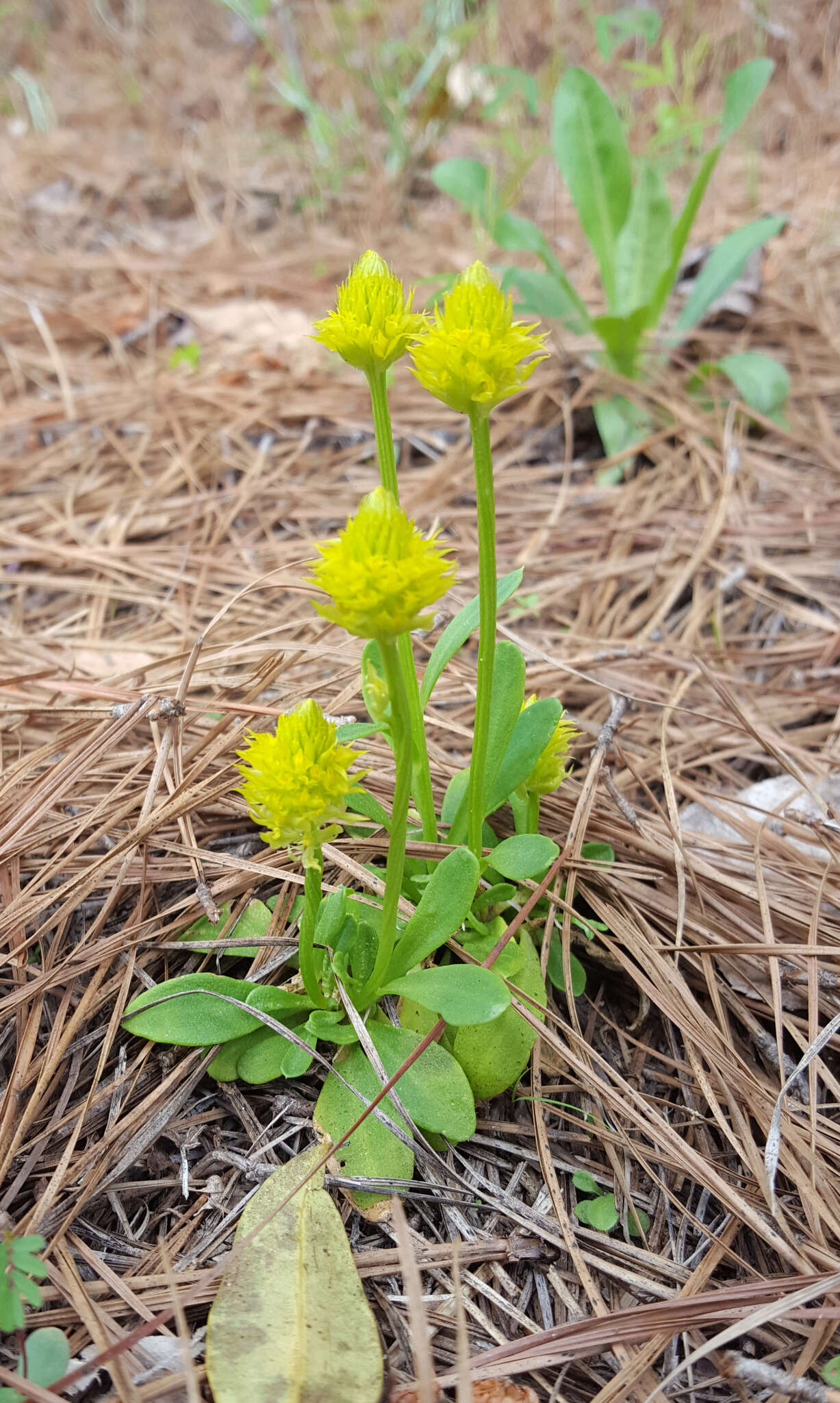 Image of candyroot