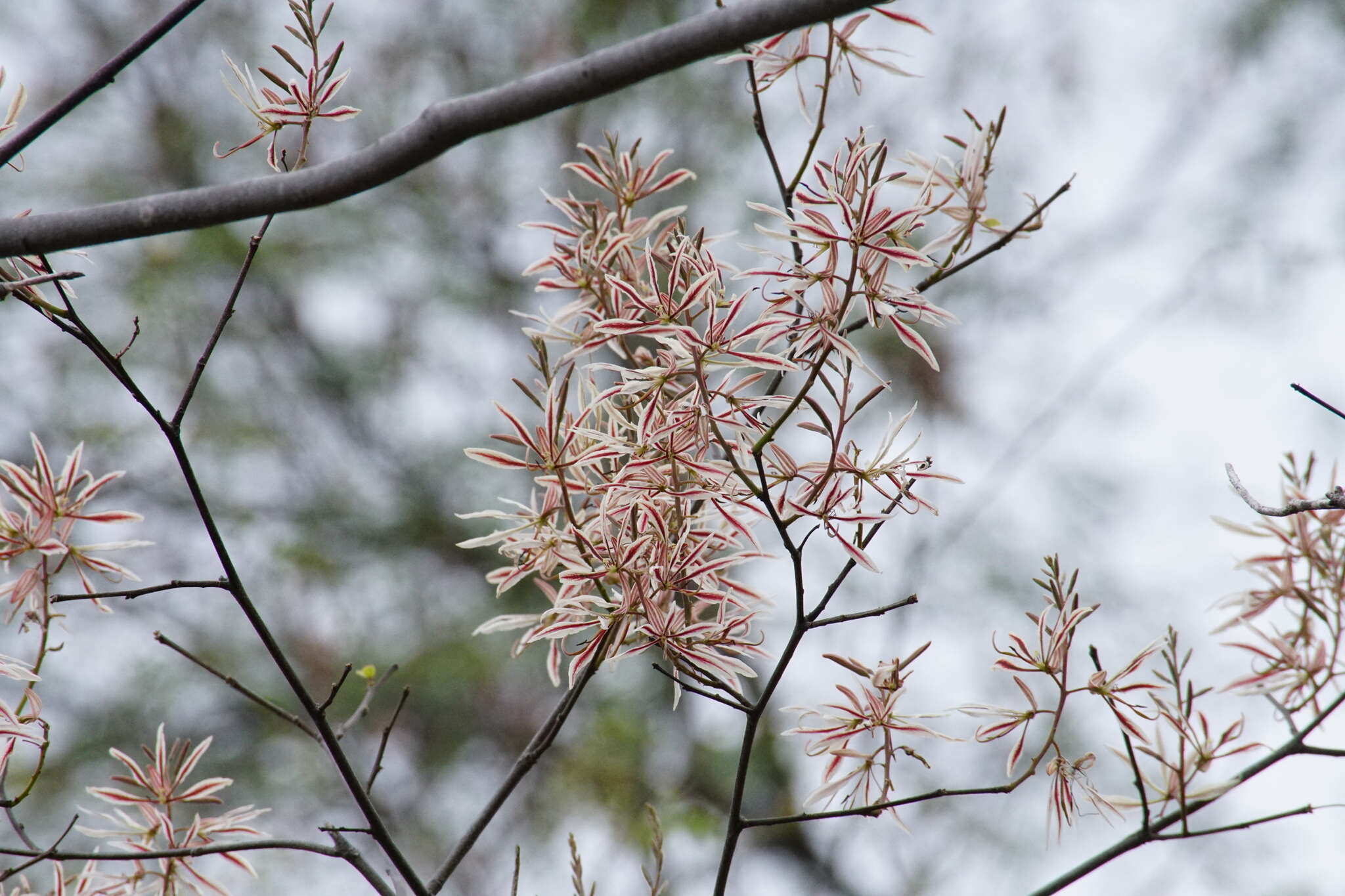 Image of Bauhinia pringlei S. Watson