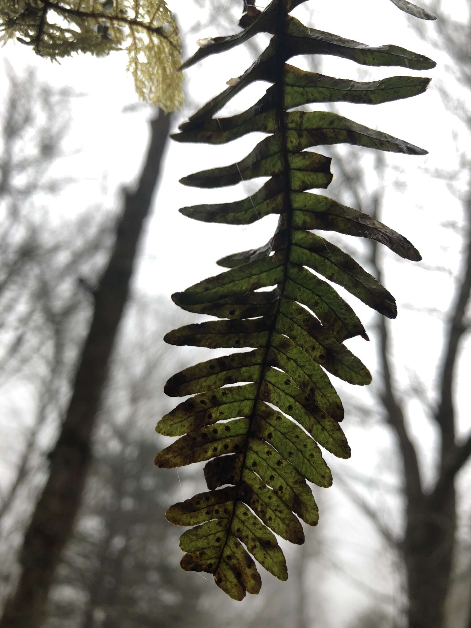 Polypodium appalachianum Haufler & Windham的圖片