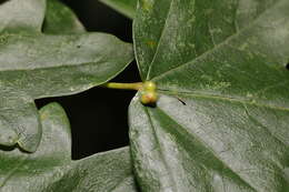 Sivun <i>Aceria macrochela</i> kuva