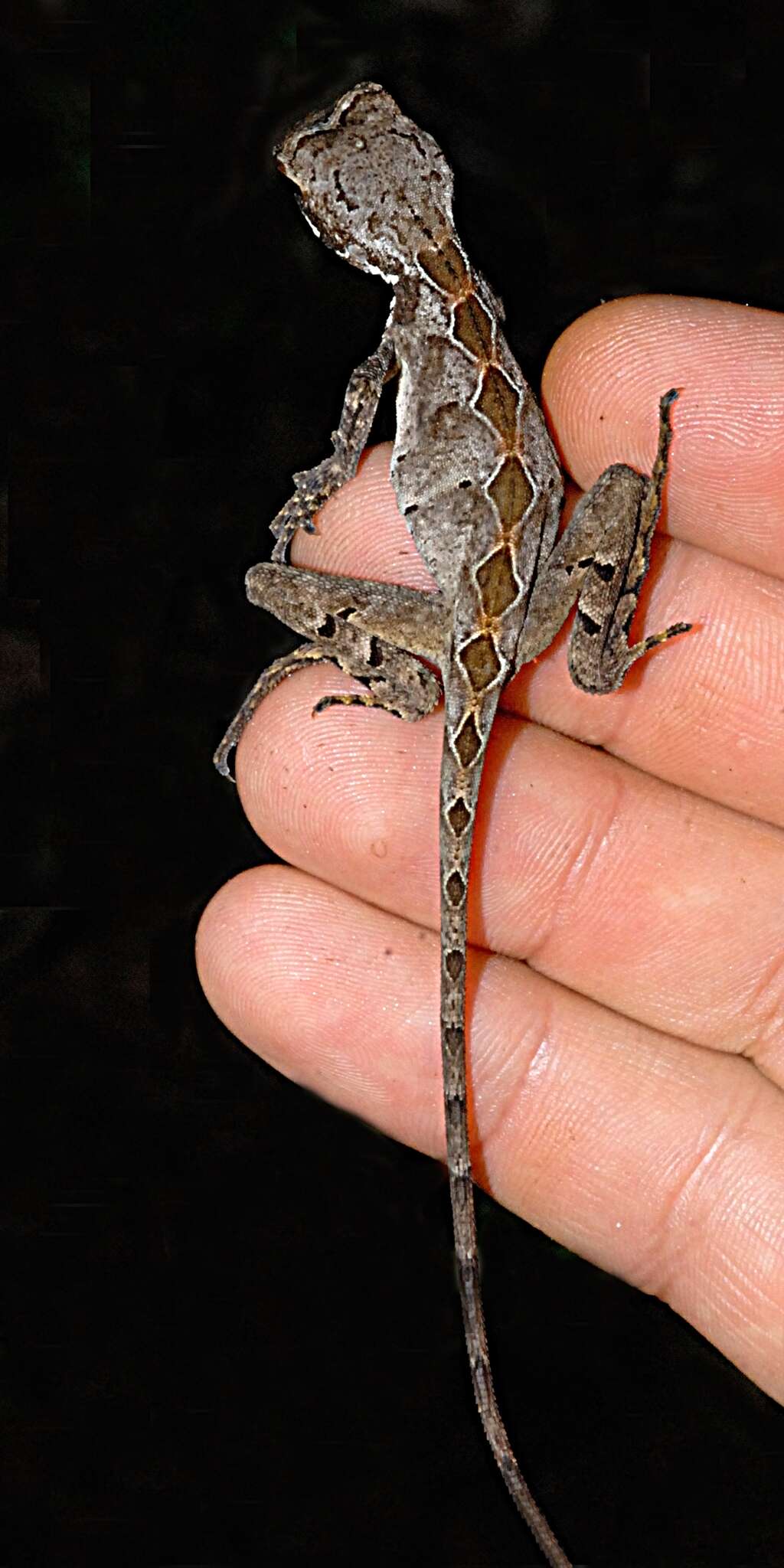 Image of Wied's Fathead Anole