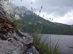 Image of Carex mucronata All.