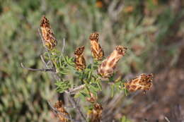 Image of Pteronia hutchinsoniana Compton