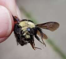 Image of Van Dyke Bumble Bee