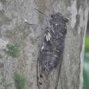Image of Giant Cicada