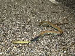 Image of Montpellier Snake