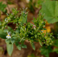 Image de Linaria albifrons (Sm.) Spreng.