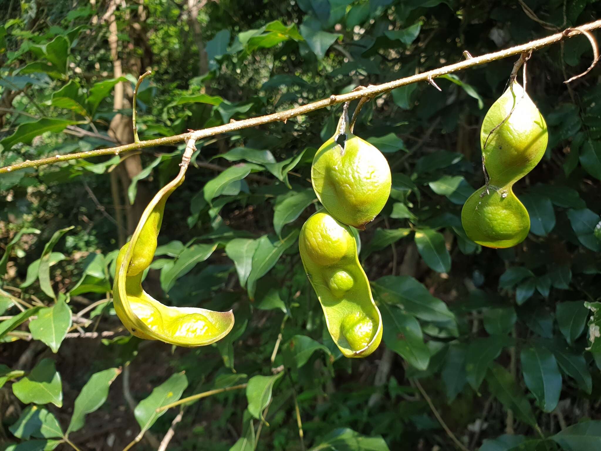 Image of Lonchocarpus madagascariensis (Vatke) Polhill