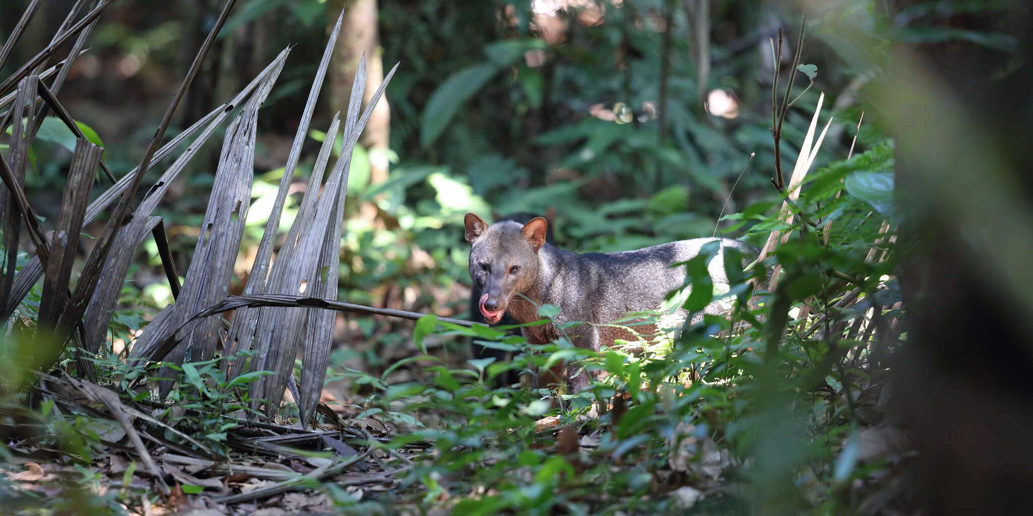 Image of Short-eared Dogs