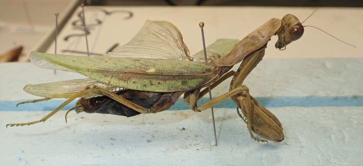 Image of Giant Asian Mantis