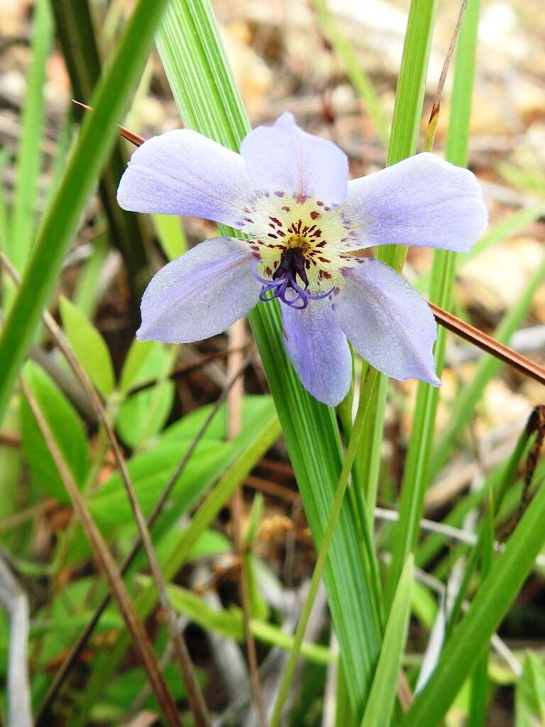 Image of Alophia silvestris (Loes.) Goldblatt