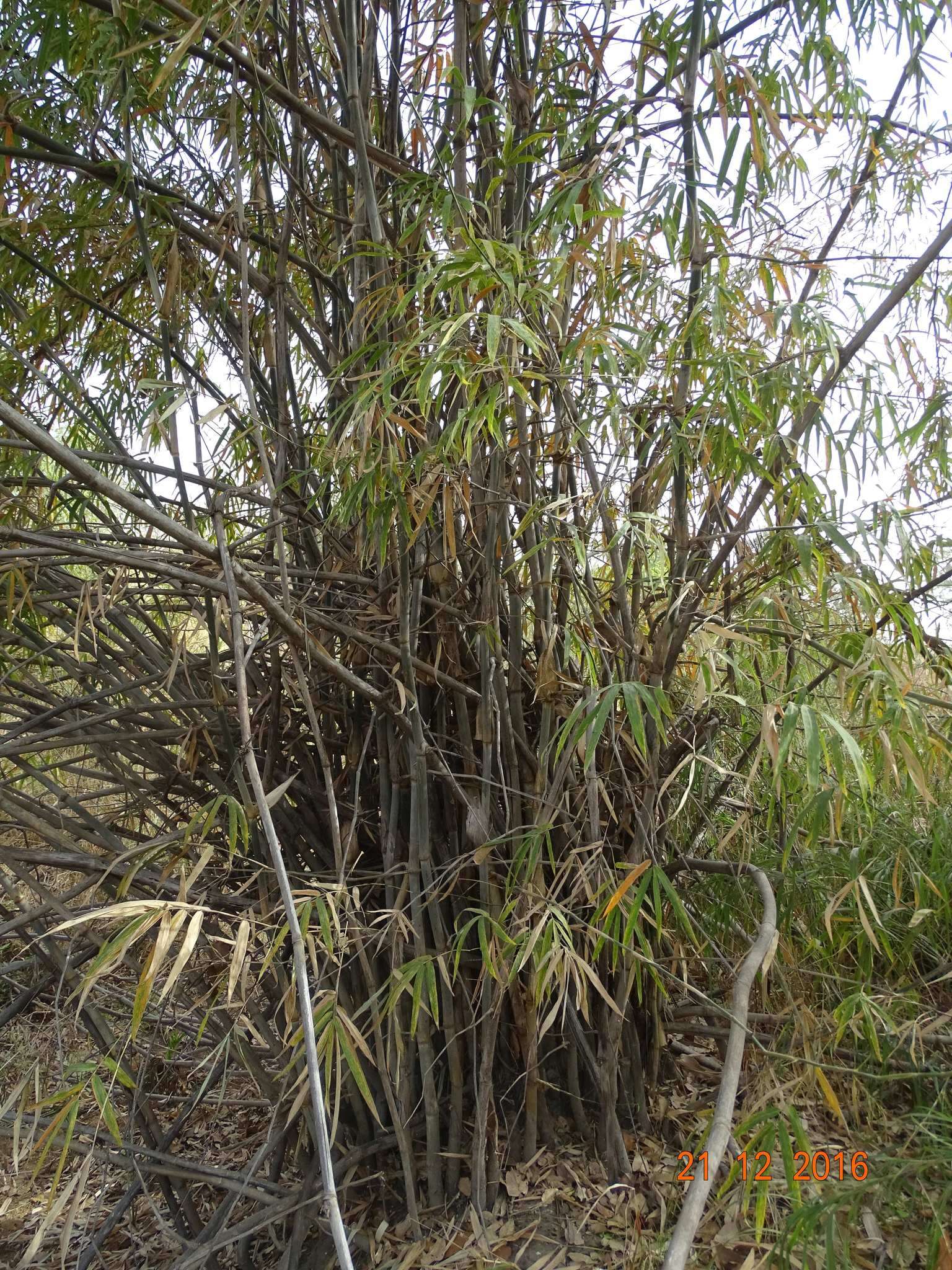 Imagem de Oxytenanthera abyssinica (A. Rich.) Munro