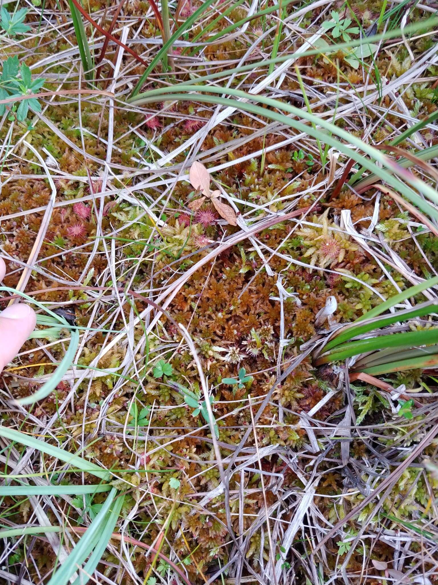 Sphagnum subfulvum Sjörs 1944的圖片