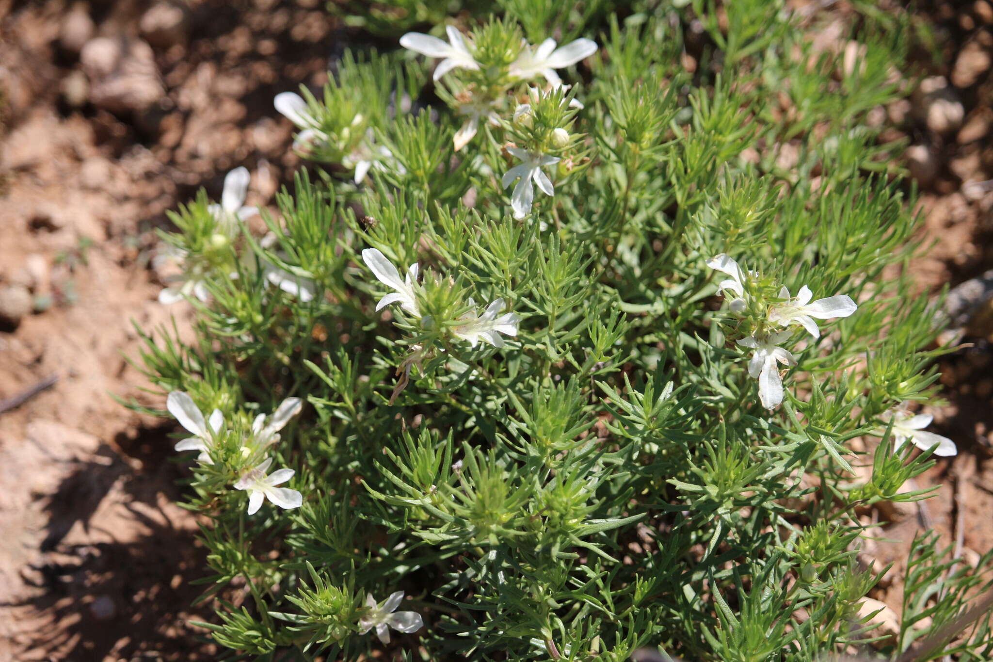 Teucrium laciniatum Torr.的圖片