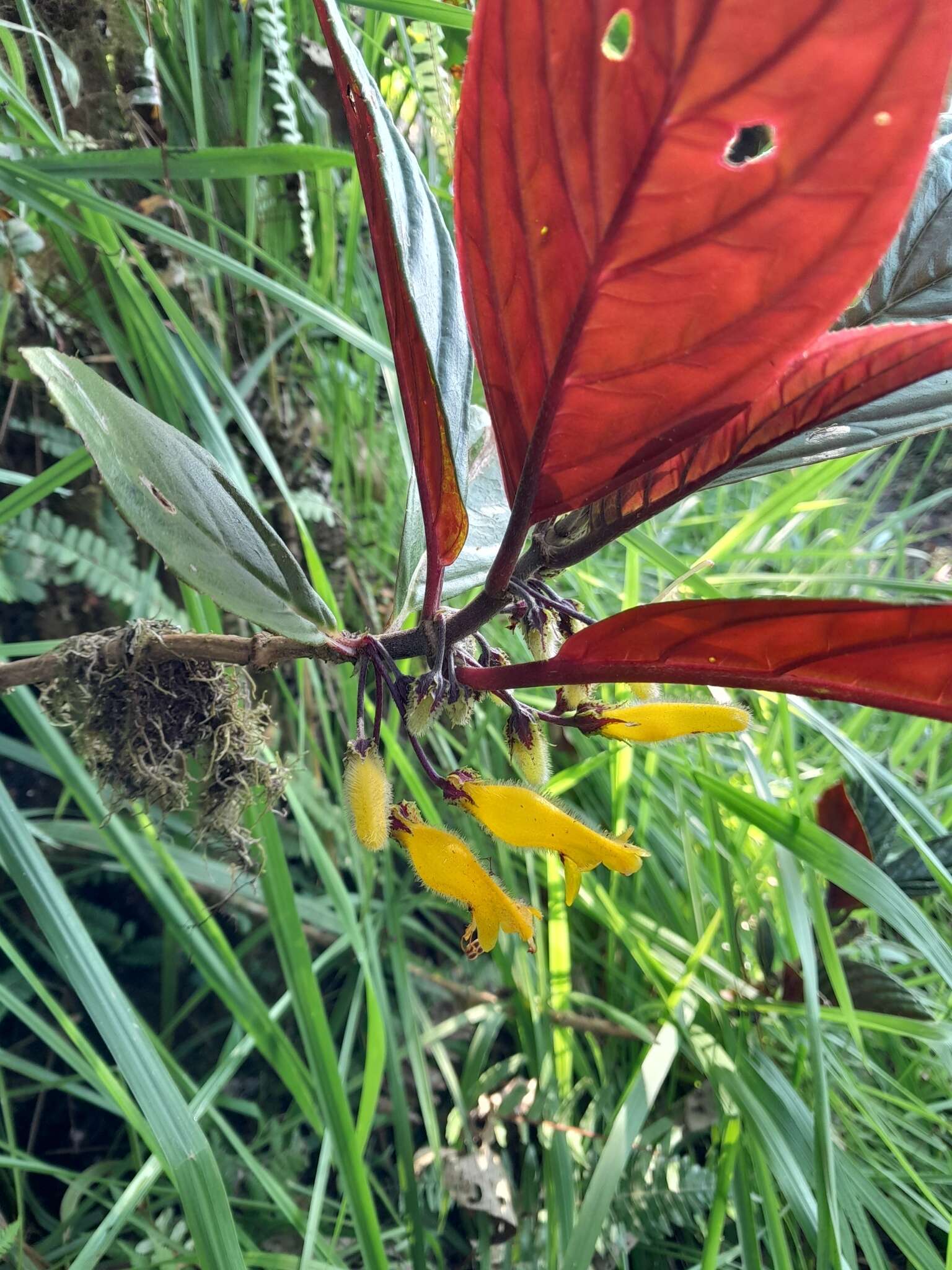 Image of Columnea kucyniakii Raymond