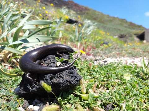 Image of Chalcides ocellatus linosae Boulenger 1920