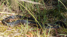 Image of Lowland copperhead